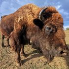 Der Bison...