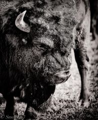 der Bison