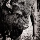 der Bison