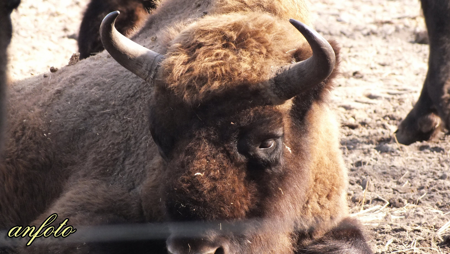 Der Bison