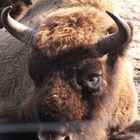 Der Bison