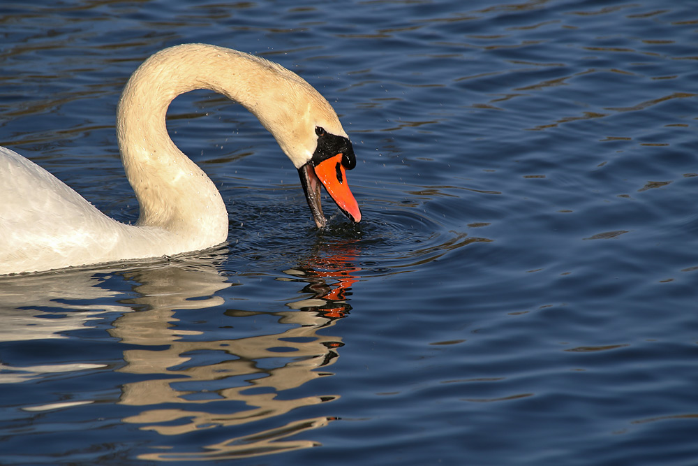 der Biss ins Wasser