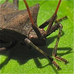 Der bizarre Räuber als Portrait - die Wanze Gonocerus acuteangularis (?)