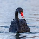 Der Black Swan