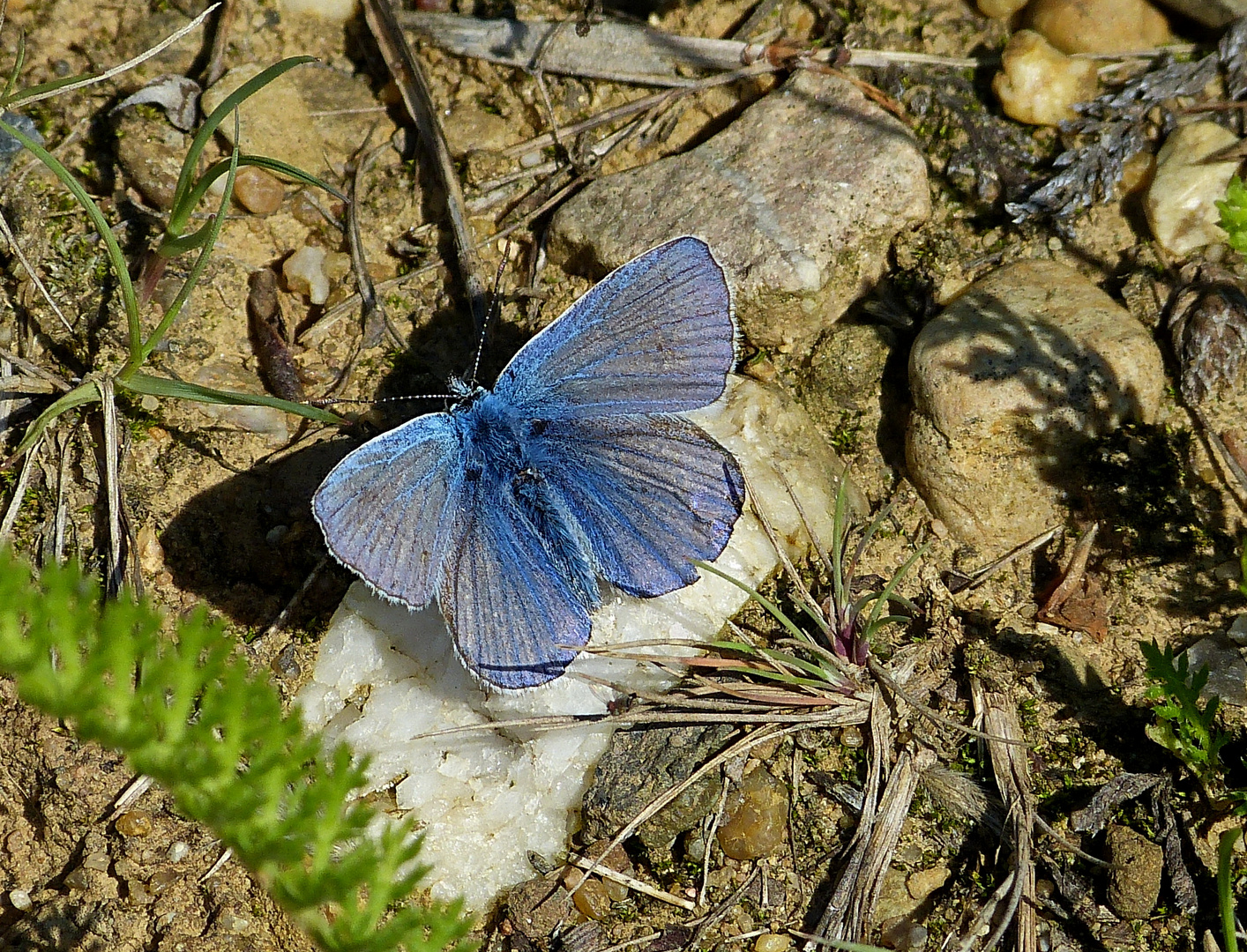 Der Bläuling genoß auch noch mal die Sonne