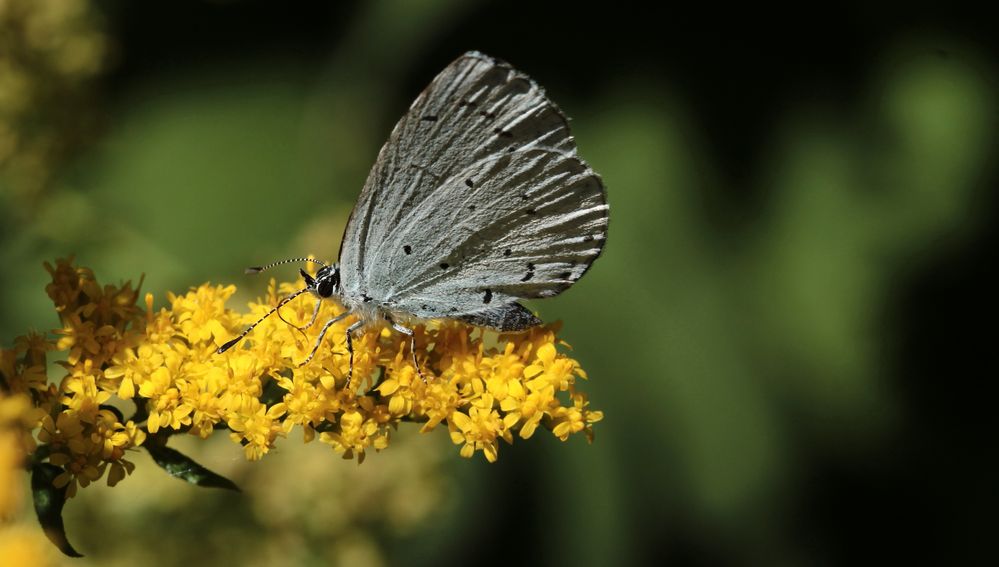  der 'Bläuling' (Lycaenidae)...