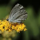  der 'Bläuling' (Lycaenidae)...