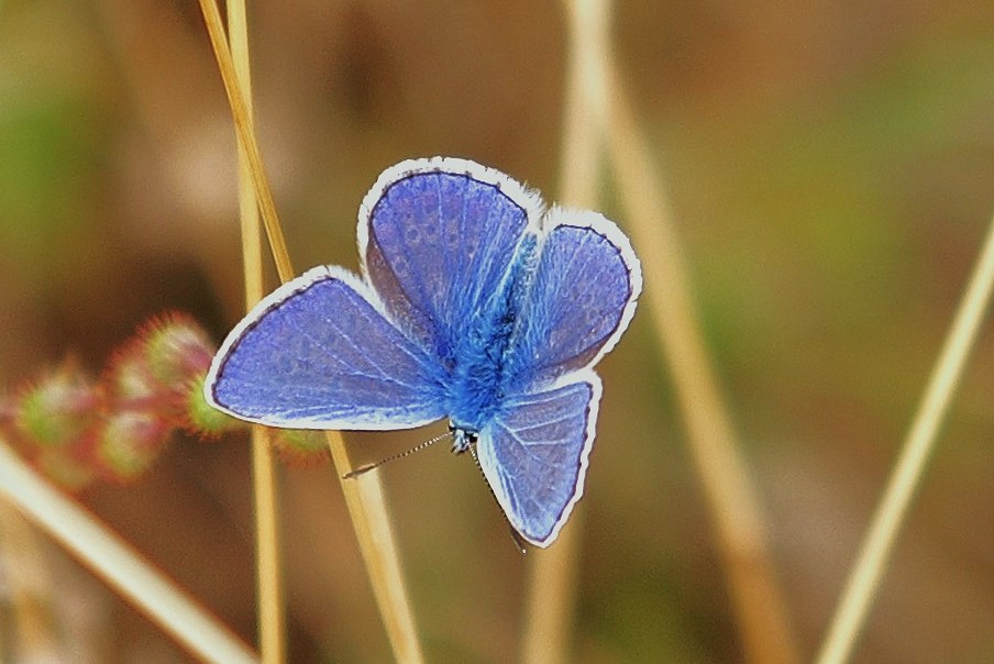 Der Bläuling von oben in seiner vollen Pracht (Samt-Blau)