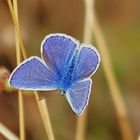 Der Bläuling von oben in seiner vollen Pracht (Samt-Blau)