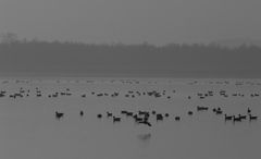 Der Blankensee im November-Nebel