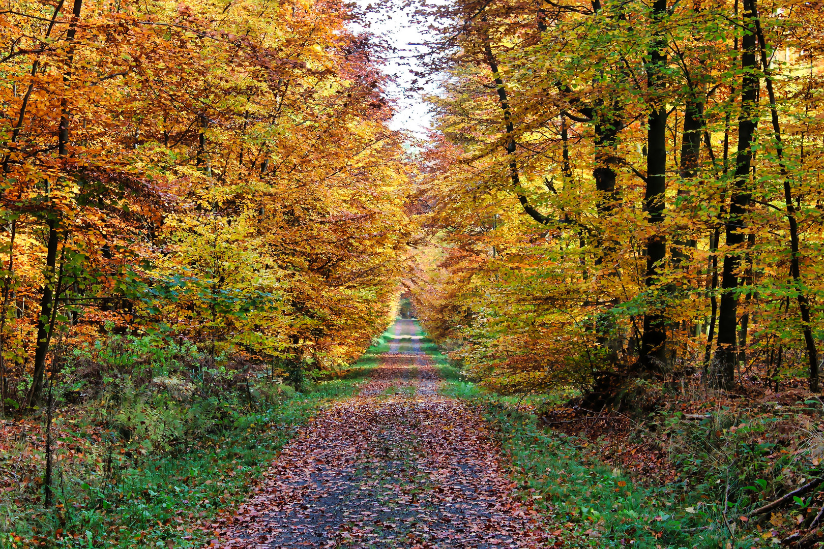 Der Blattgoldweg im Buchenwald