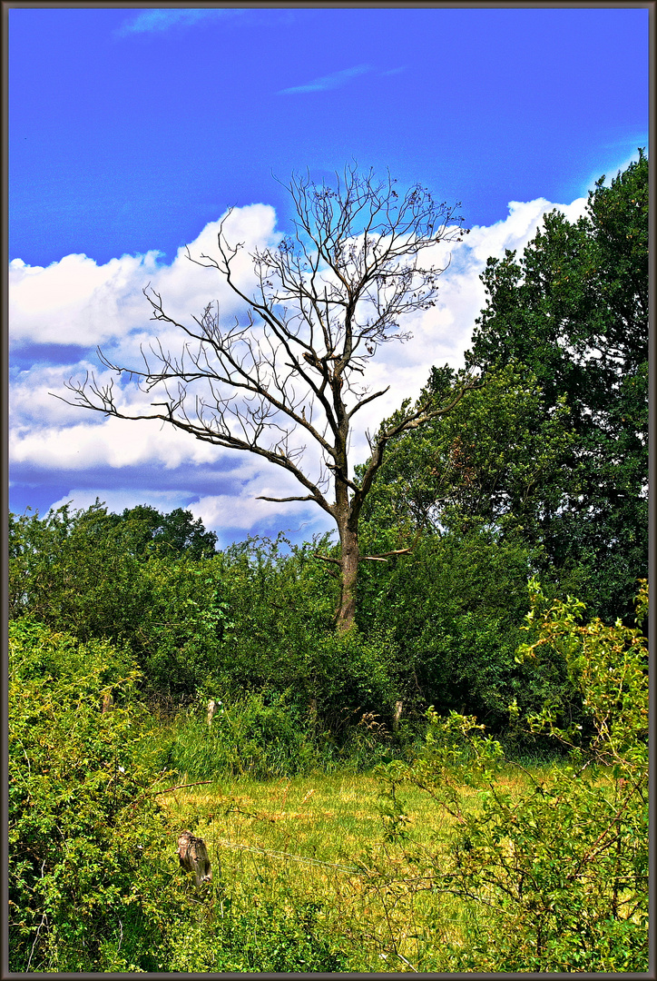 Der blattlose Baum