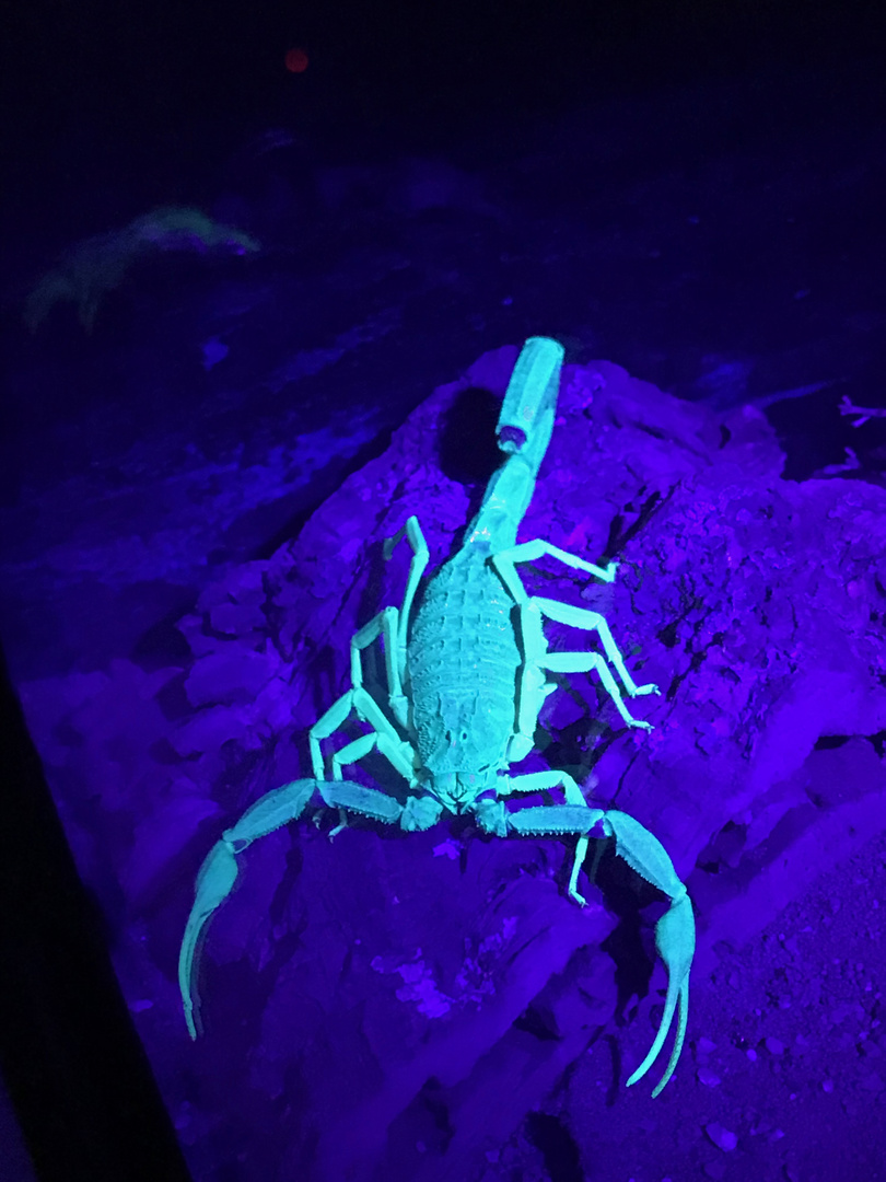 Der Blau leuchtende Skorpion