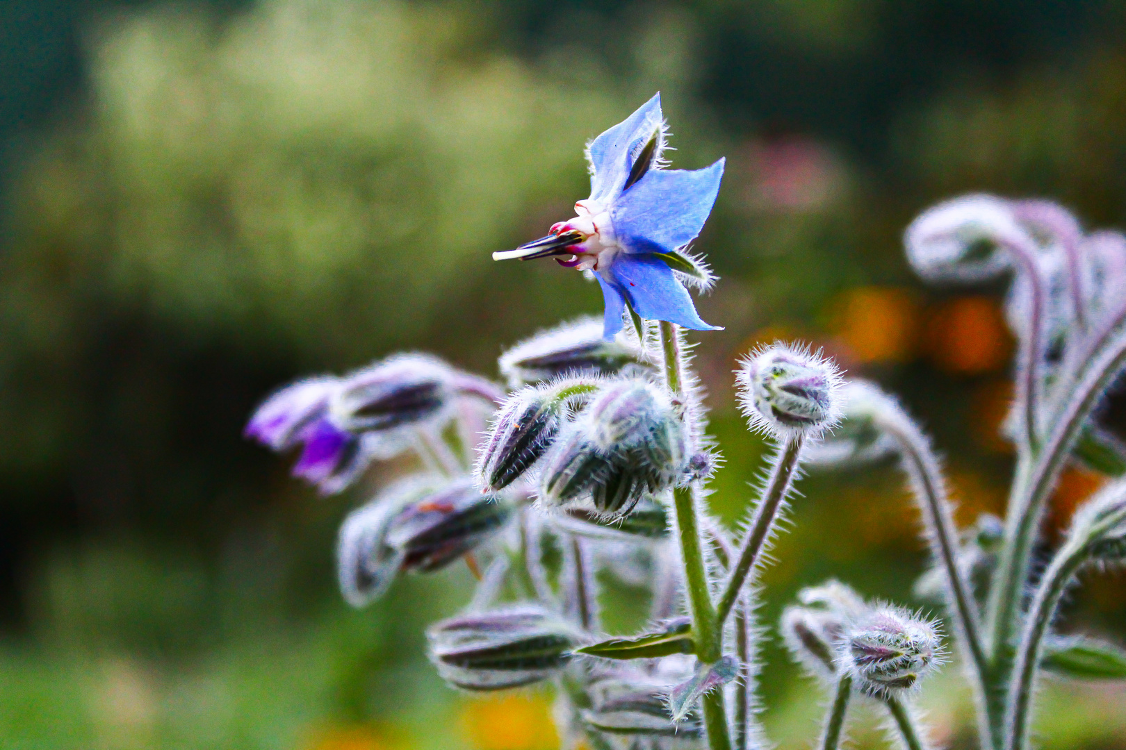 Der Blau-Specht