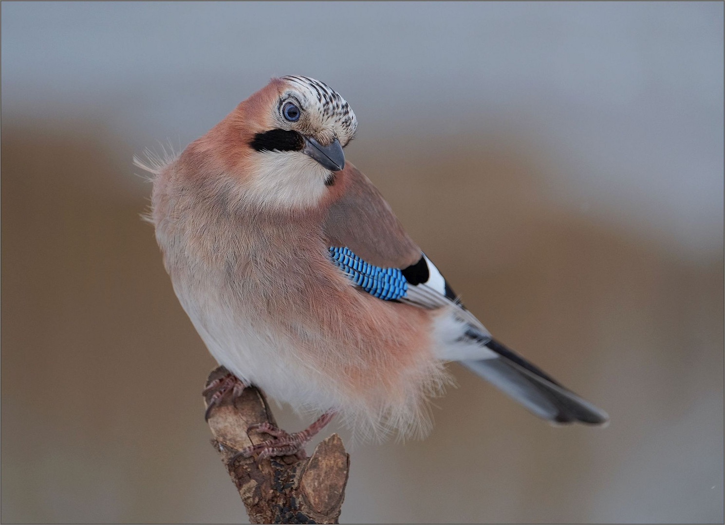 Der Blauäugige