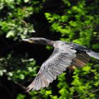 Der blauäugige Kormoran / the blue-eyed cormorant