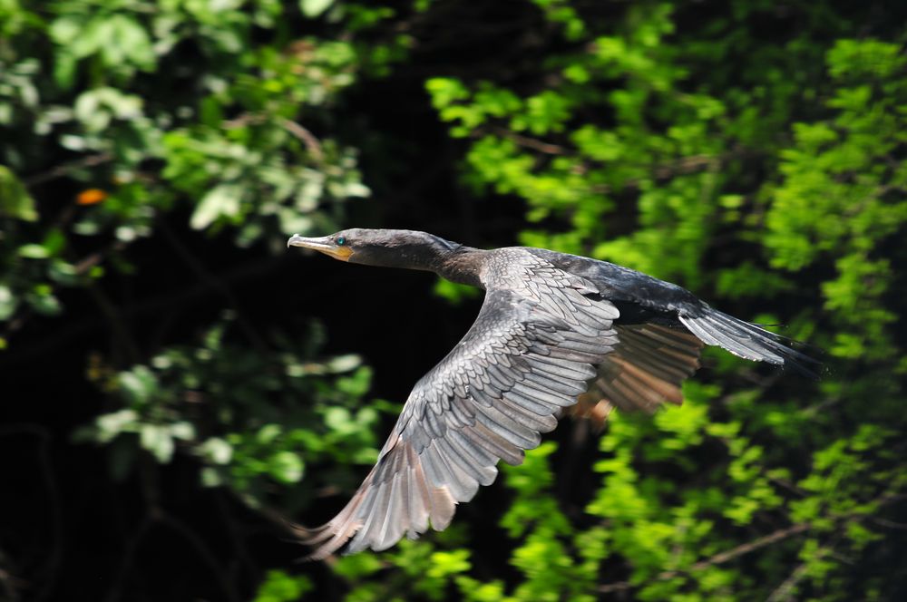 Der blauäugige Kormoran / the blue-eyed cormorant