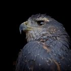 Der Blaubussard