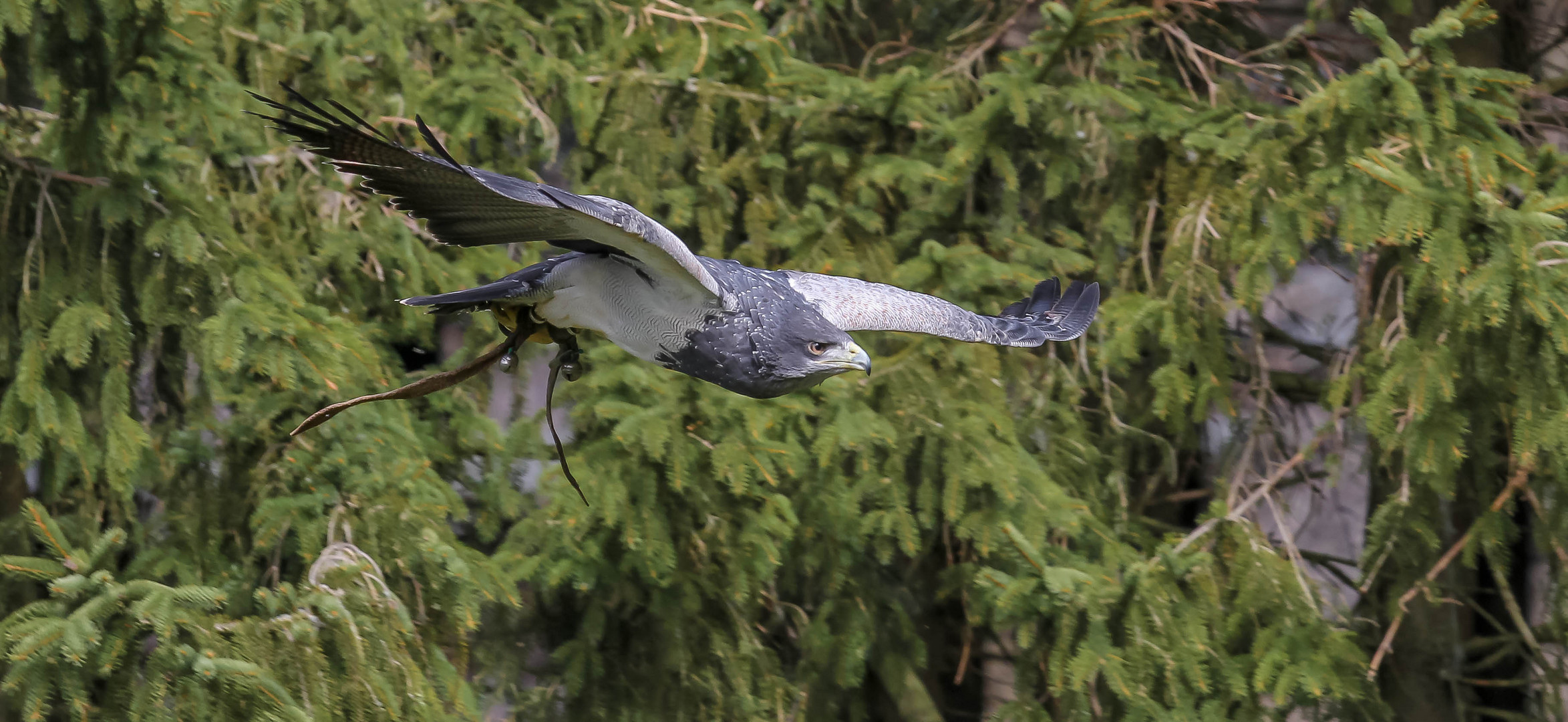 Der Blaubussard