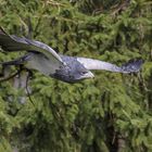 Der Blaubussard