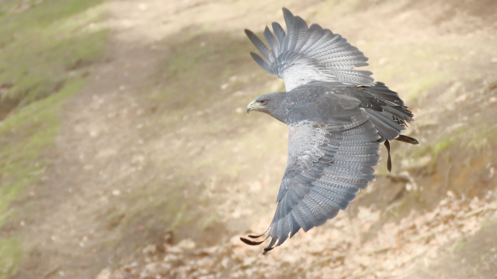 Der Blaubussard im Gleitflug bergab