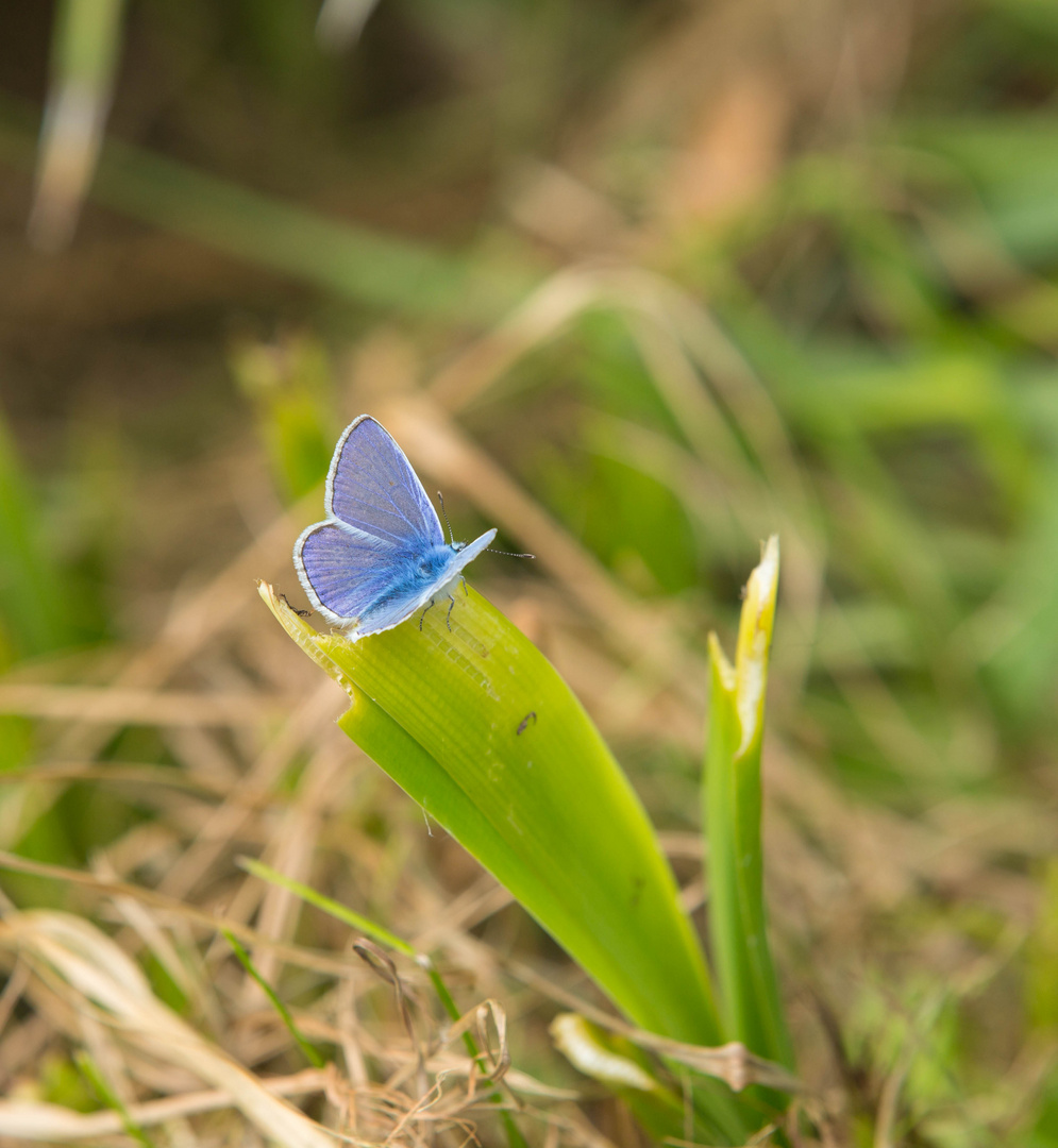 Der Blaue