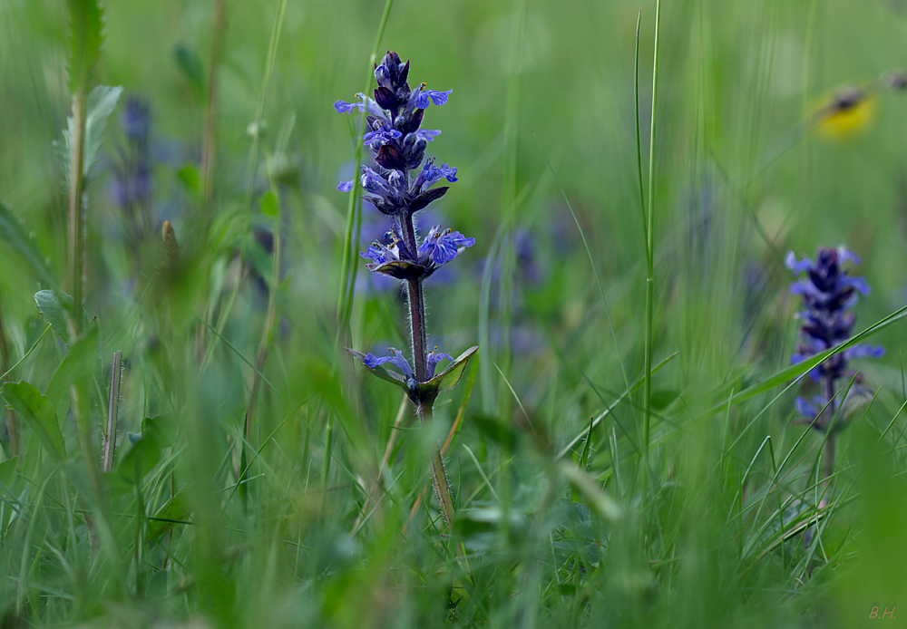 der Blaue