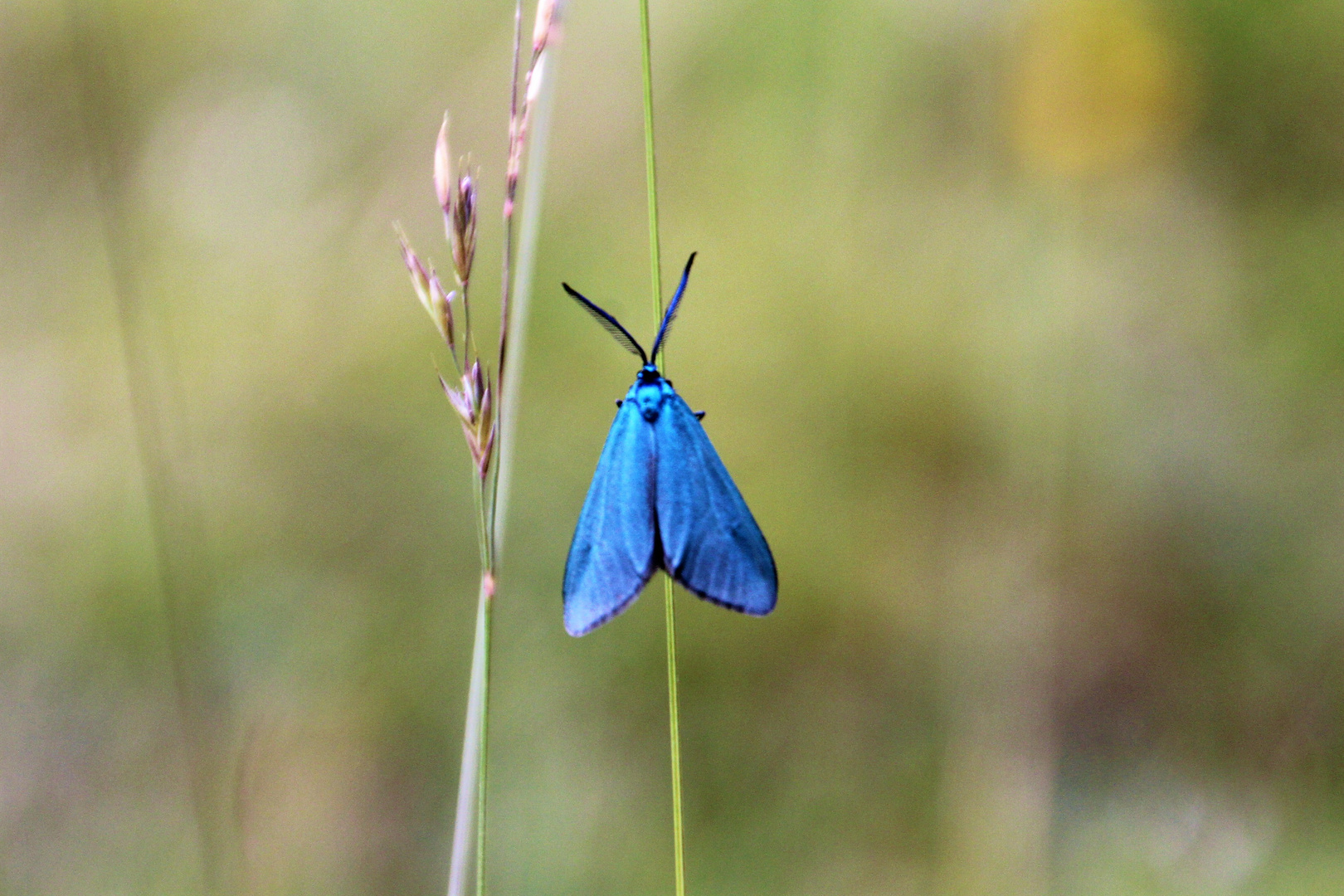 der Blaue