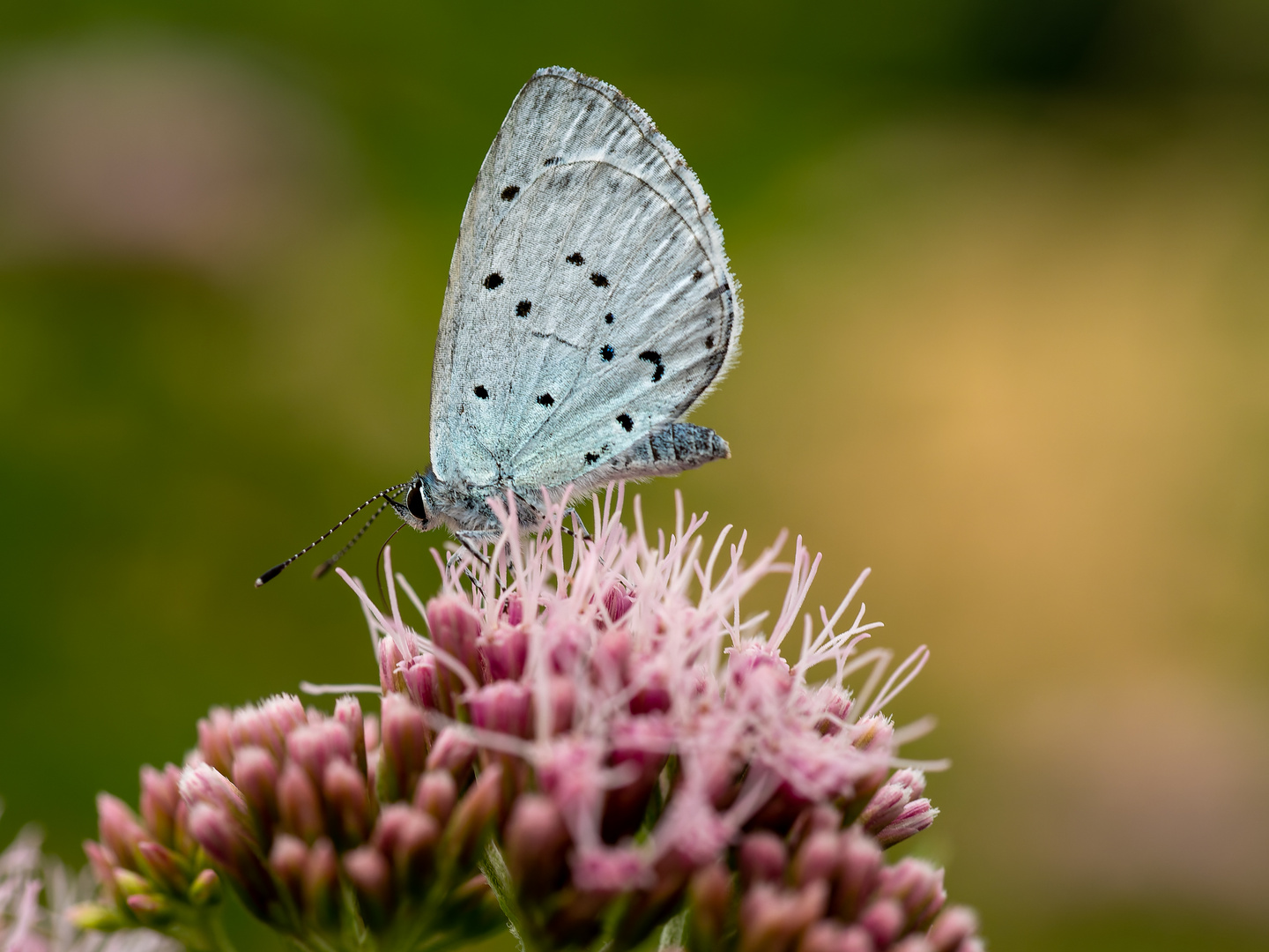 Der Blaue