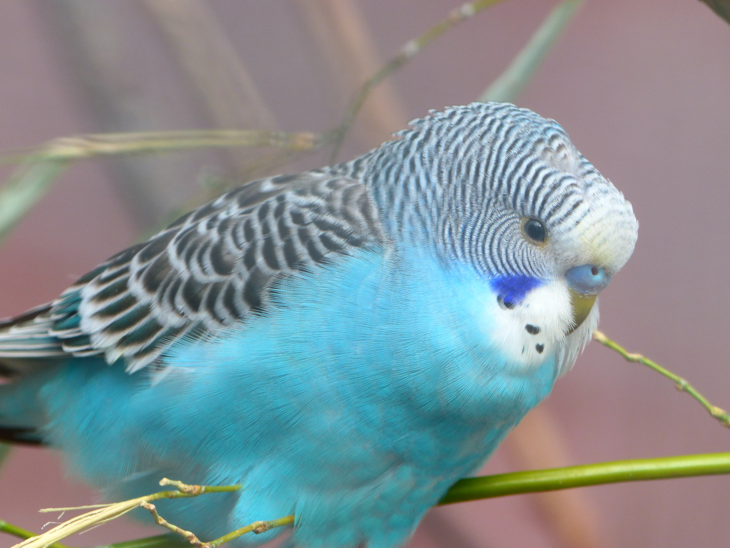 &quot; Der Blaue &quot; Foto &amp; Bild tiere, zoo, wildpark