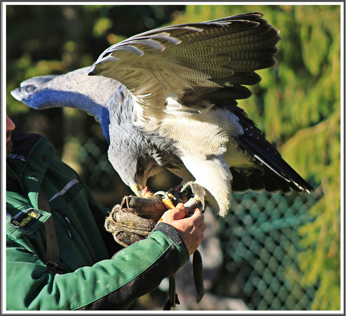 Der "Blaue" Adler bei der Belohnung