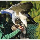 Der "Blaue" Adler bei der Belohnung