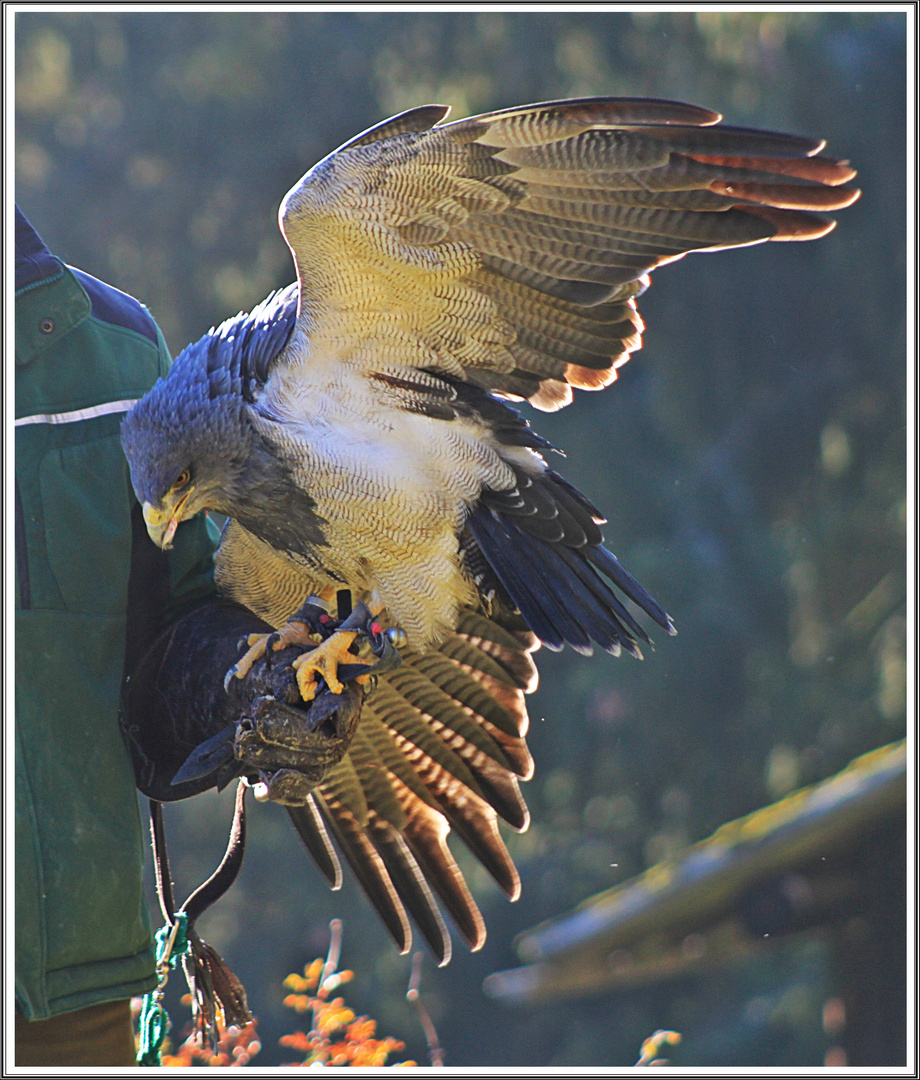 Der Blaue Adler