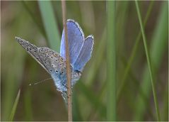 * DER BLAUE AKROBAT *