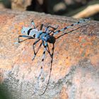 Der blaue Alpenbock