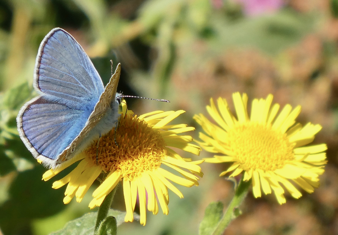 Der Blaue auf dem gelben Blümchen