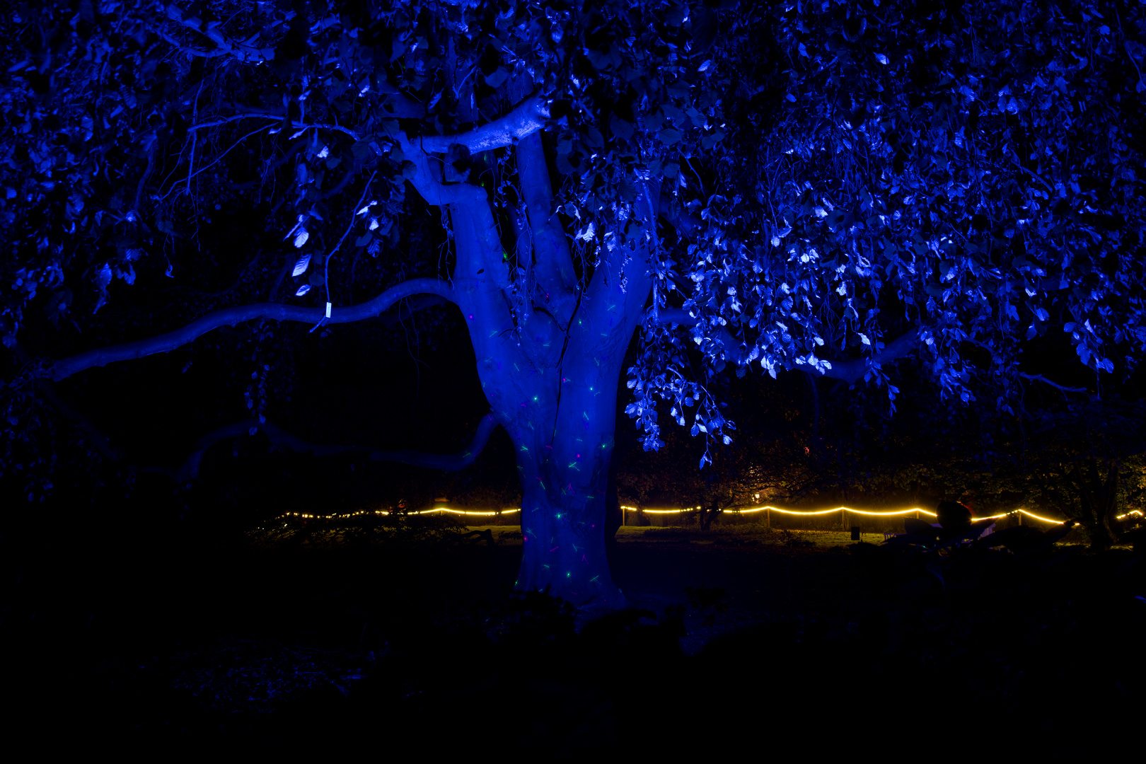 der blaue Baum