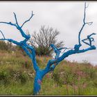 Der blaue Baum....