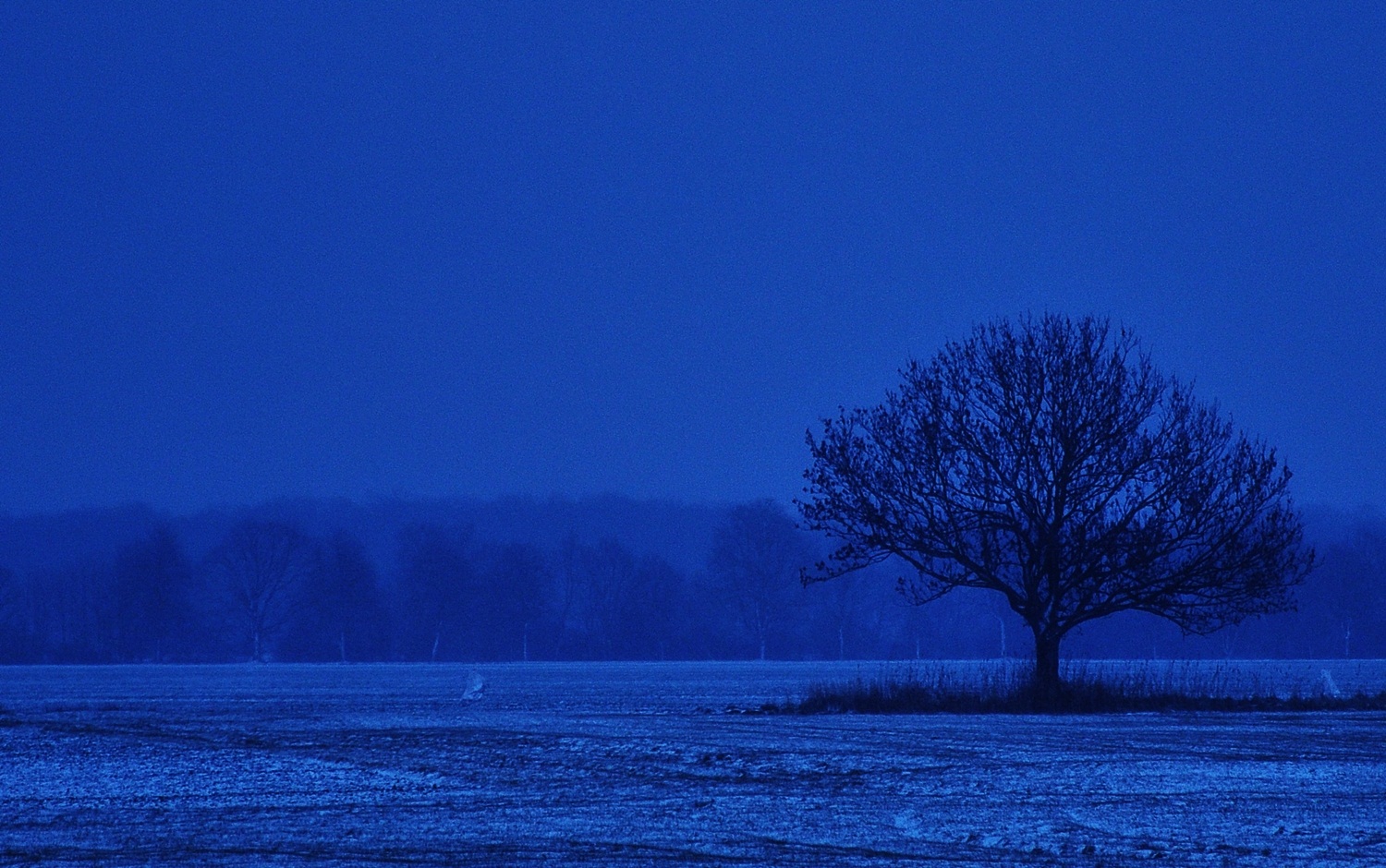 der blaue Baum