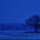 der blaue Baum