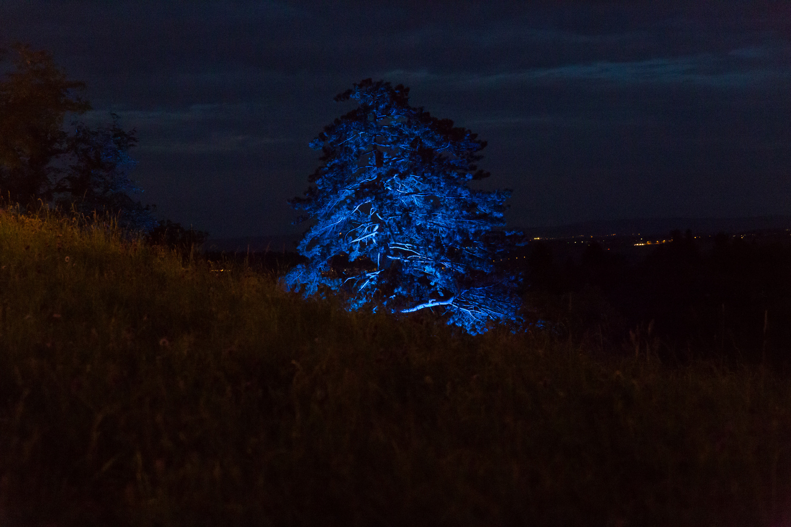 Der blaue Baum