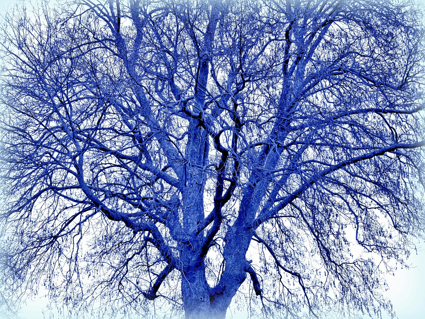 Der blaue Baum