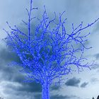 Der blaue Baum