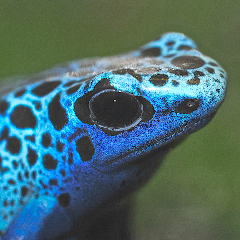 Der Blaue Baumsteiger ( Dendrobates azureus )