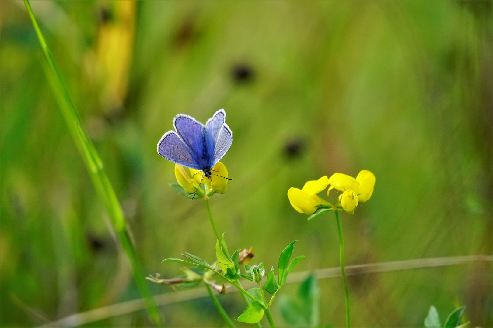 Der Blaue