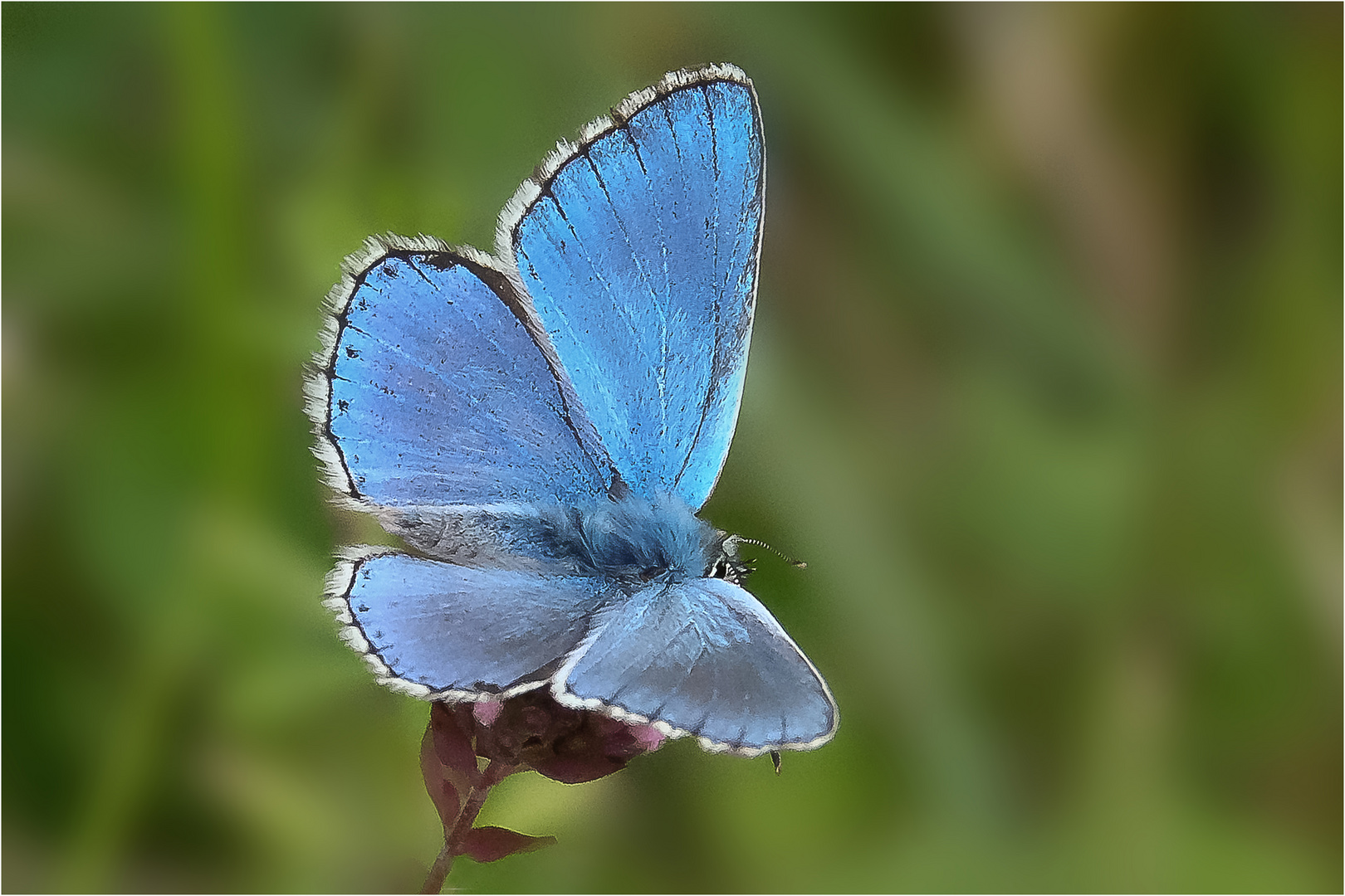 Der blaue Diamant 