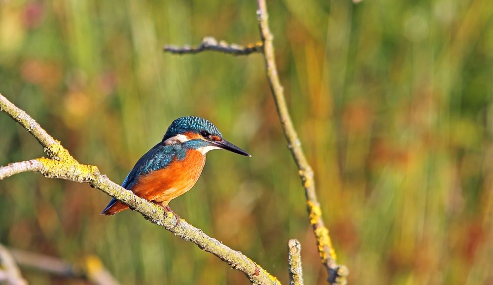 Der blaue Diamant - Eisvogel (Alcedo atthis)