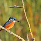 Der blaue Diamant - Eisvogel (Alcedo atthis)