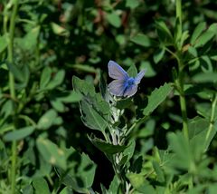 Der Blaue