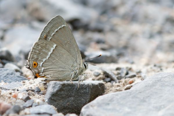 der Blaue Eichen-Zipfelfalter